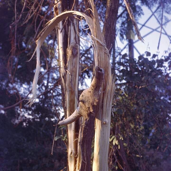 Media Image