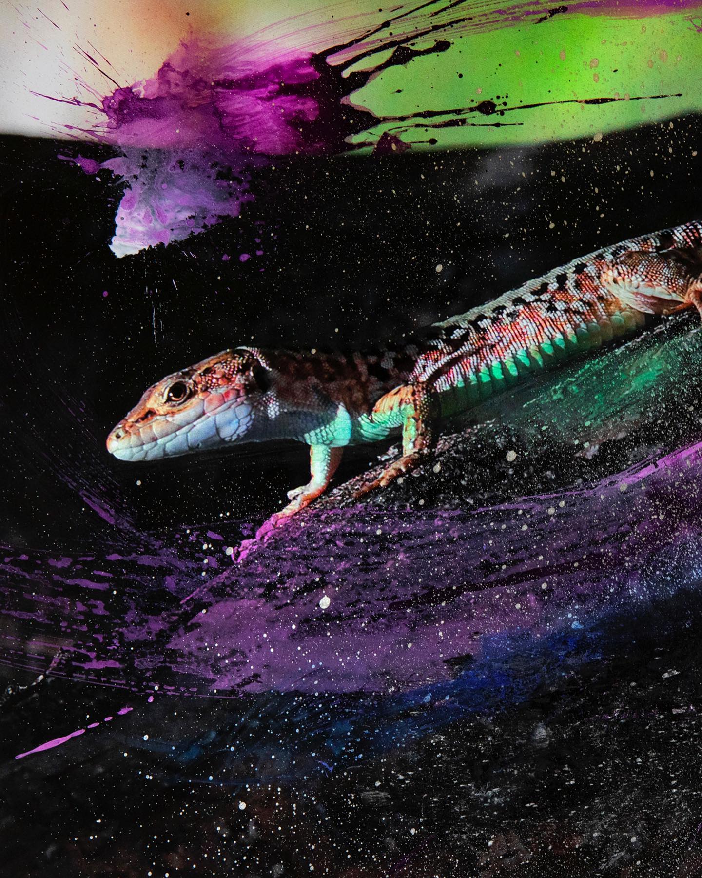 Media Image