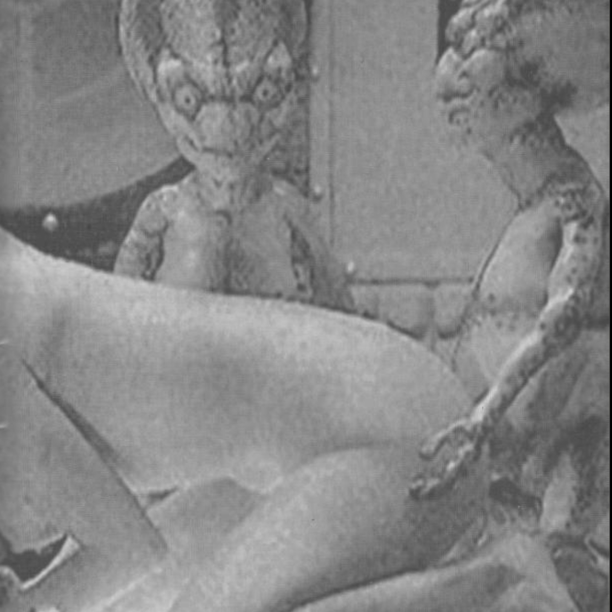 Media Image